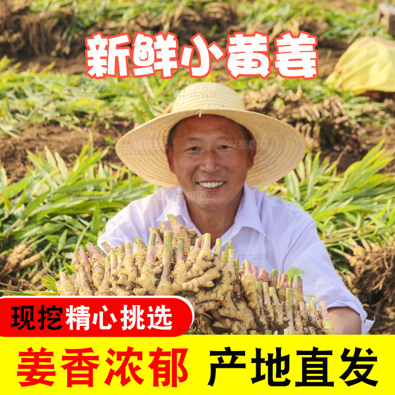 手里拿着新鲜小黄姜