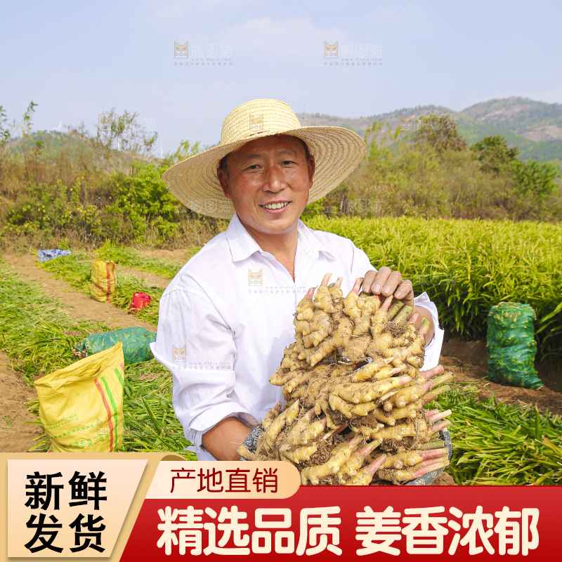 手里拿着新鲜小黄姜