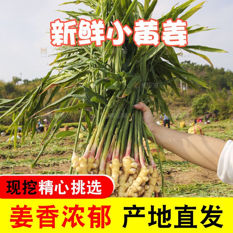 手里拿着新鲜小黄姜