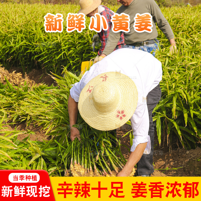 手里拿着新鲜小黄姜