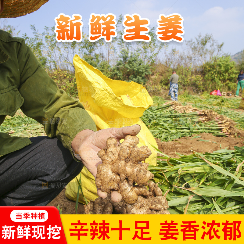 手里拿着新鲜生姜