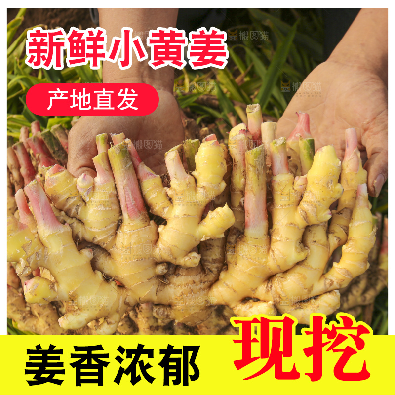 手里拿着新鲜小黄姜