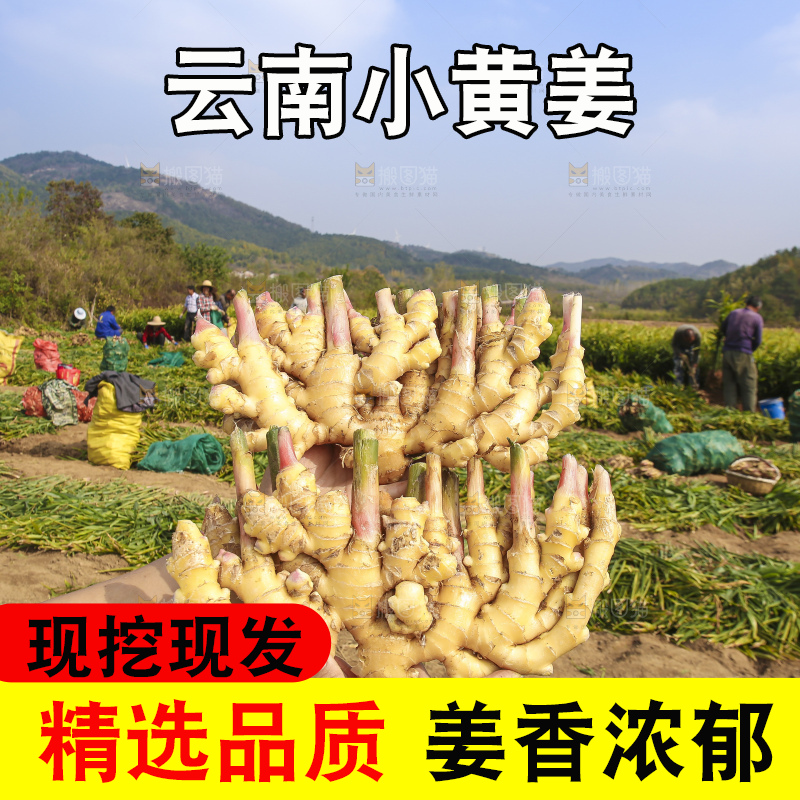 手里拿着新鲜小黄姜