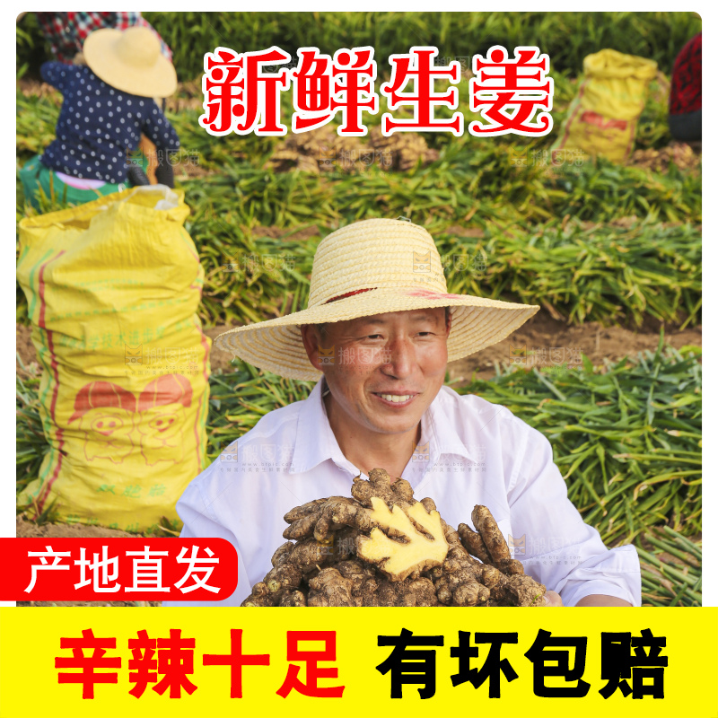 手里拿着新鲜生姜