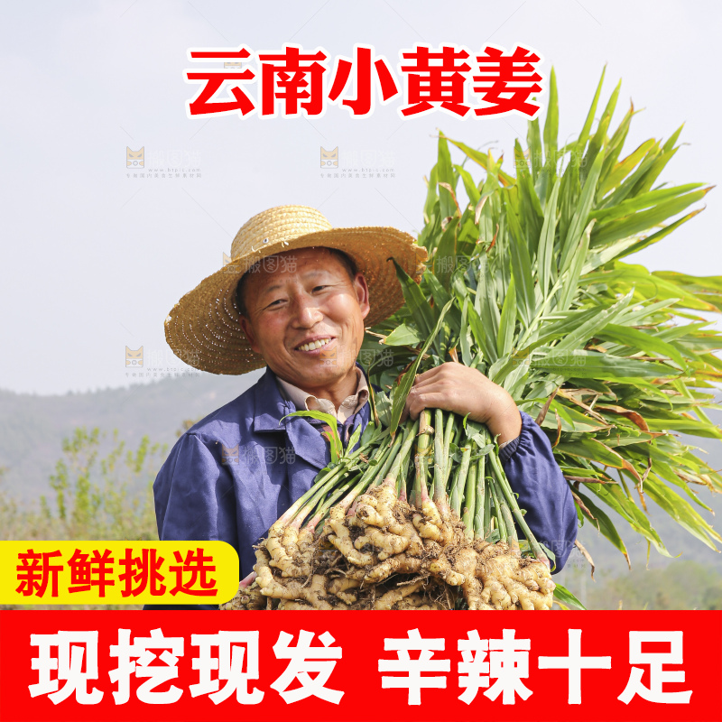 手里拿着新鲜小黄姜