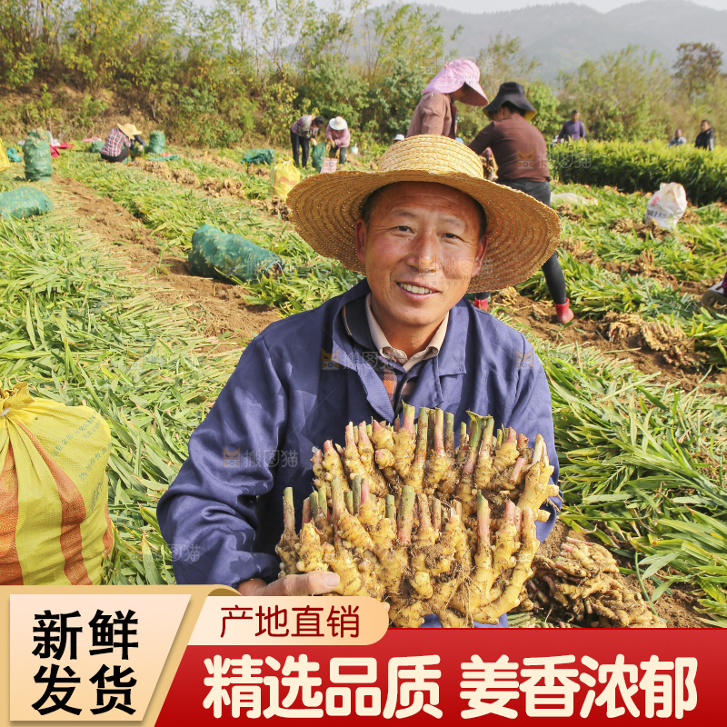 手里拿着新鲜小黄姜