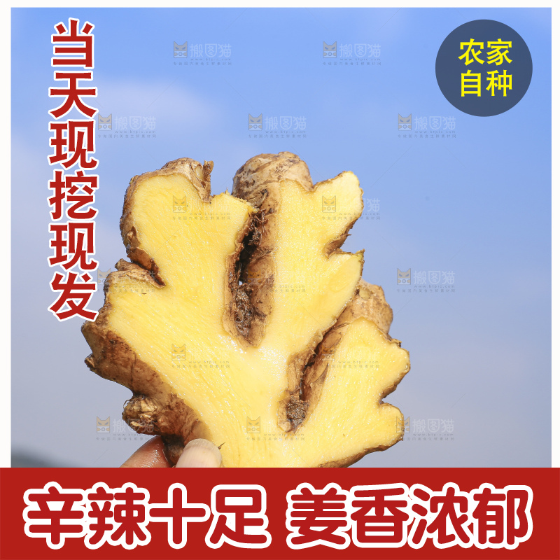 手里拿着新鲜生姜