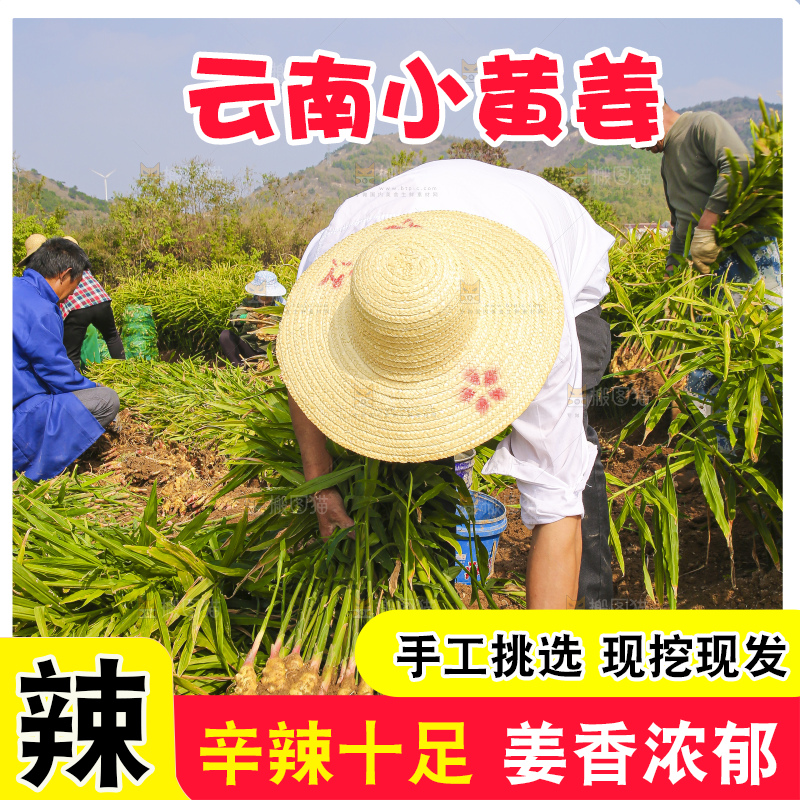 手里拿着新鲜小黄姜
