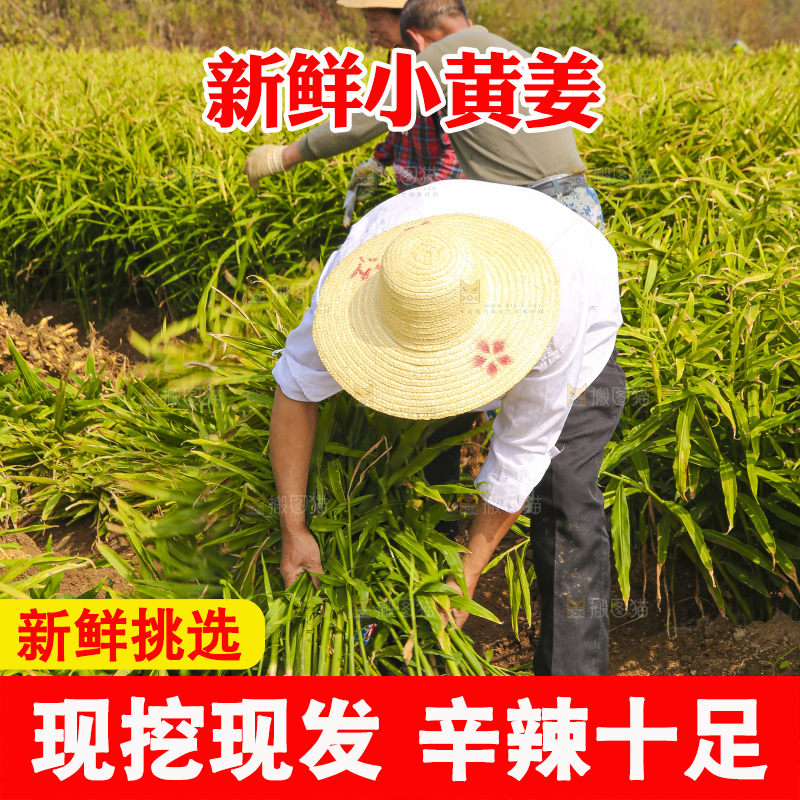 手里拿着新鲜小黄姜