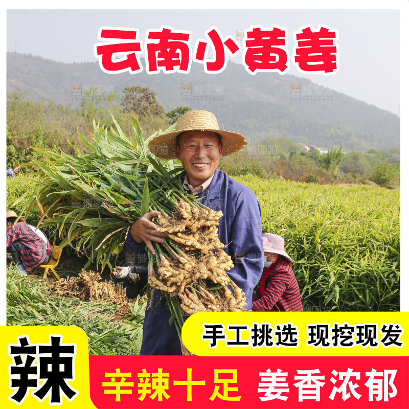 手里拿着新鲜小黄姜