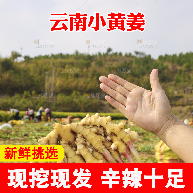 手里拿着新鲜小黄姜