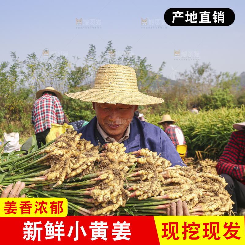 手里拿着新鲜小黄姜