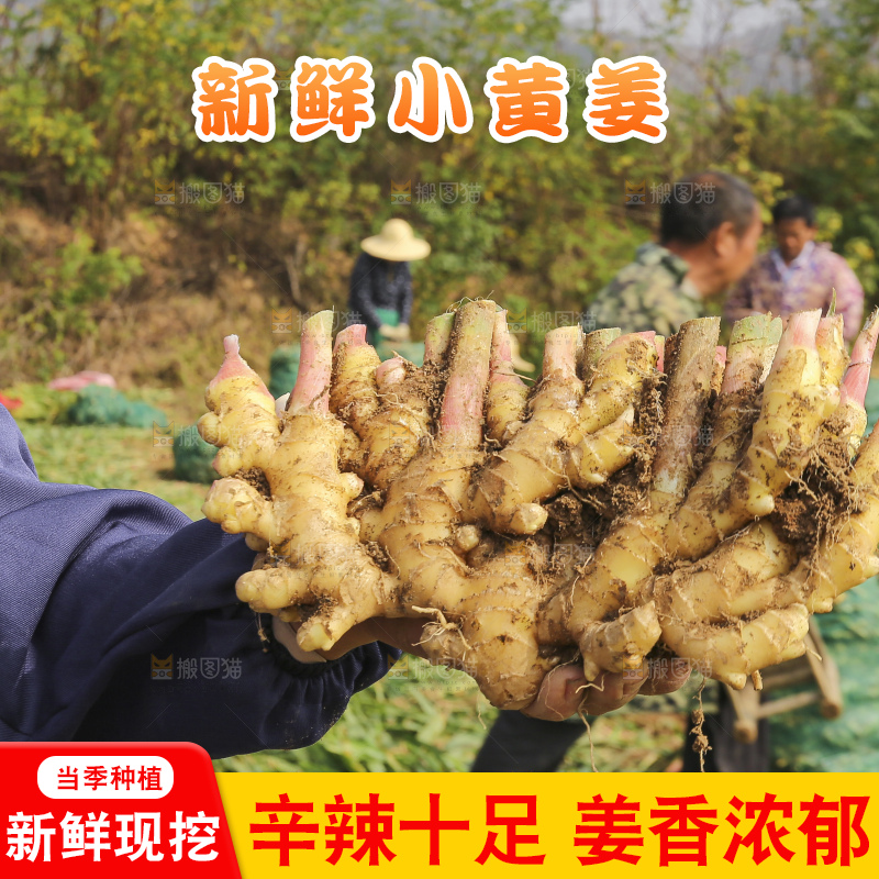 手里拿着新鲜小黄姜