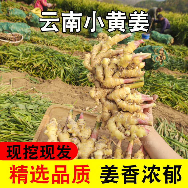手里拿着新鲜小黄姜