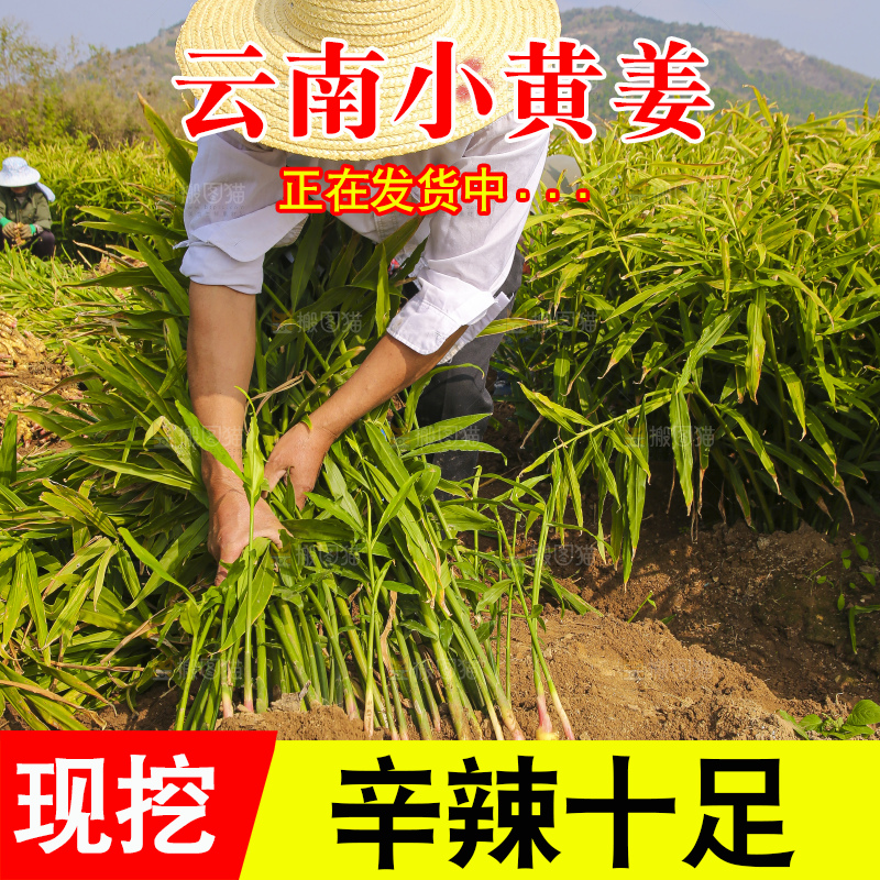 手里拿着新鲜小黄姜