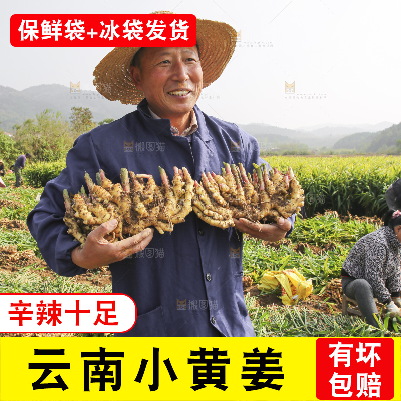 手里拿着新鲜小黄姜