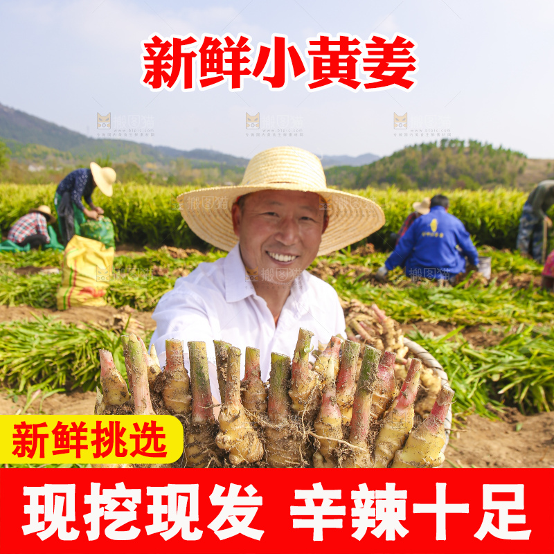 手里拿着新鲜小黄姜