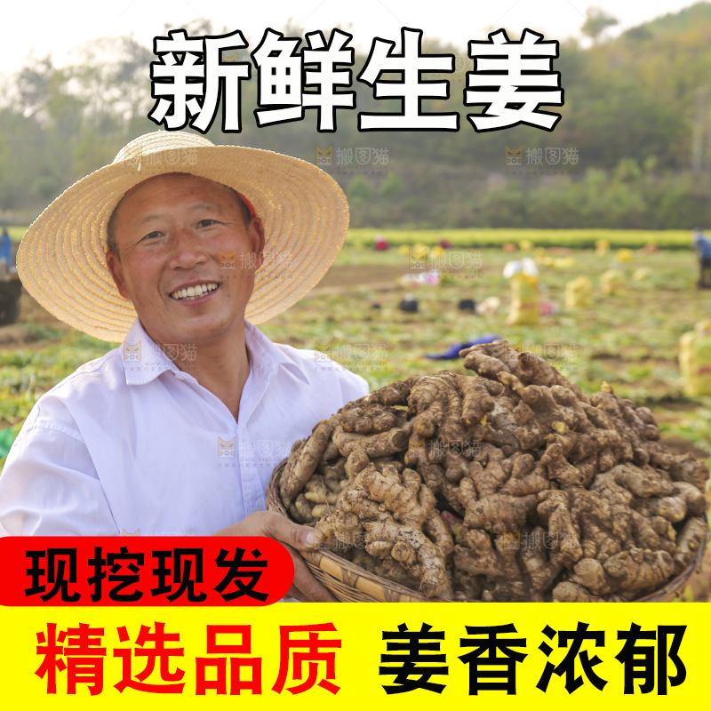 手里拿着新鲜生姜