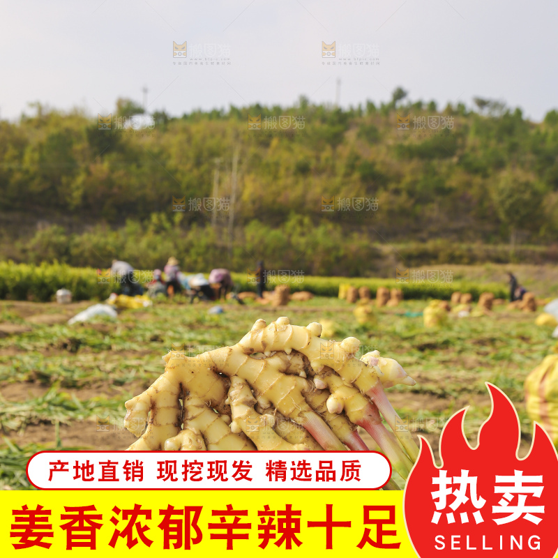手里拿着新鲜小黄姜