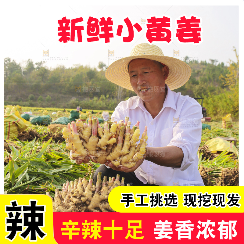 手里拿着新鲜小黄姜