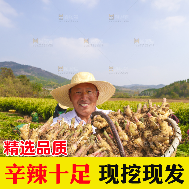手里拿着新鲜小黄姜