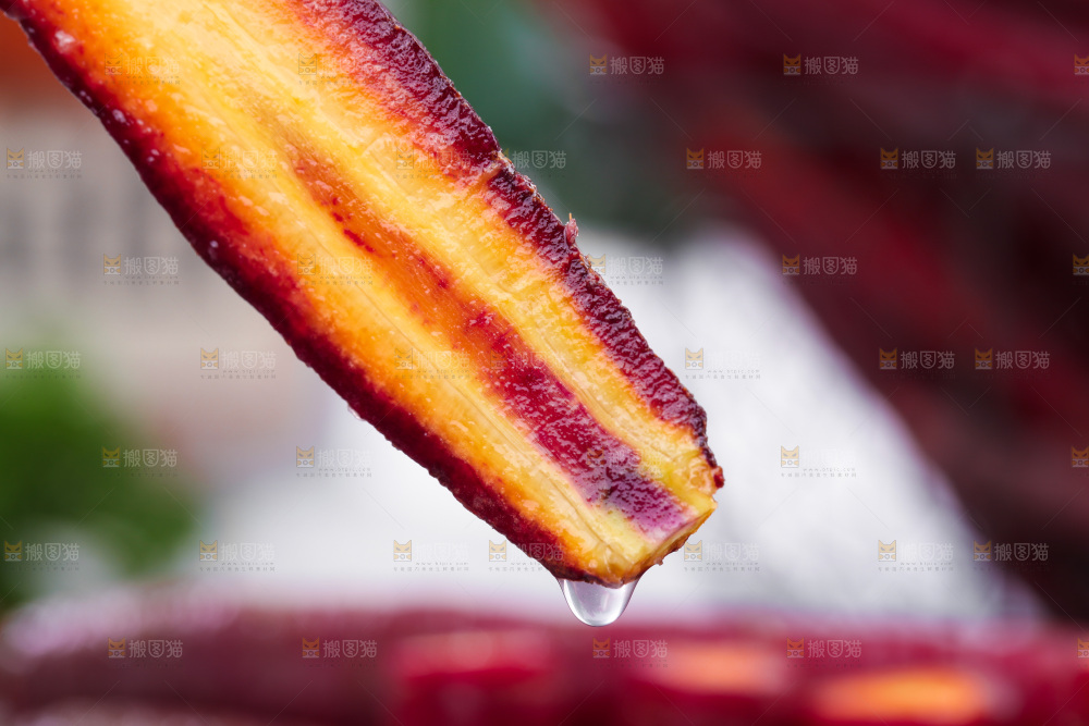 浅底上的紫胡萝卜