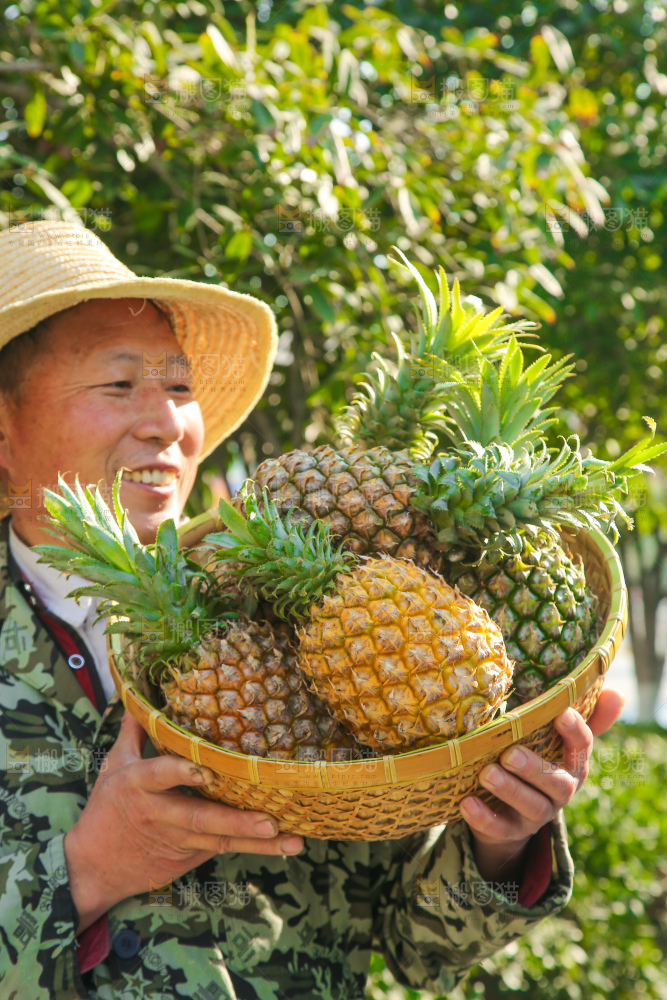 手里拿着徐闻菠萝