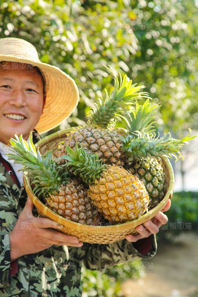 手里拿着徐闻菠萝