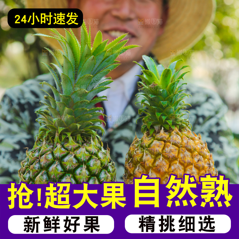 手里拿着徐闻菠萝
