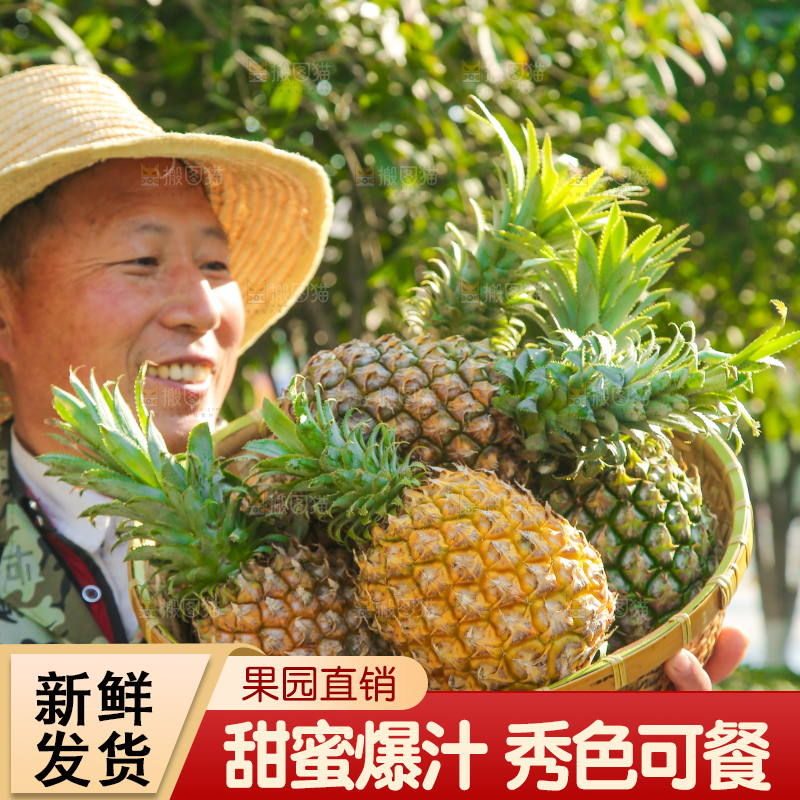 手里拿着徐闻菠萝