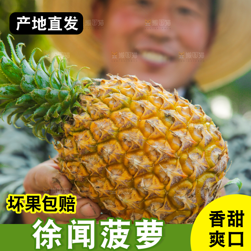 手里拿着徐闻菠萝
