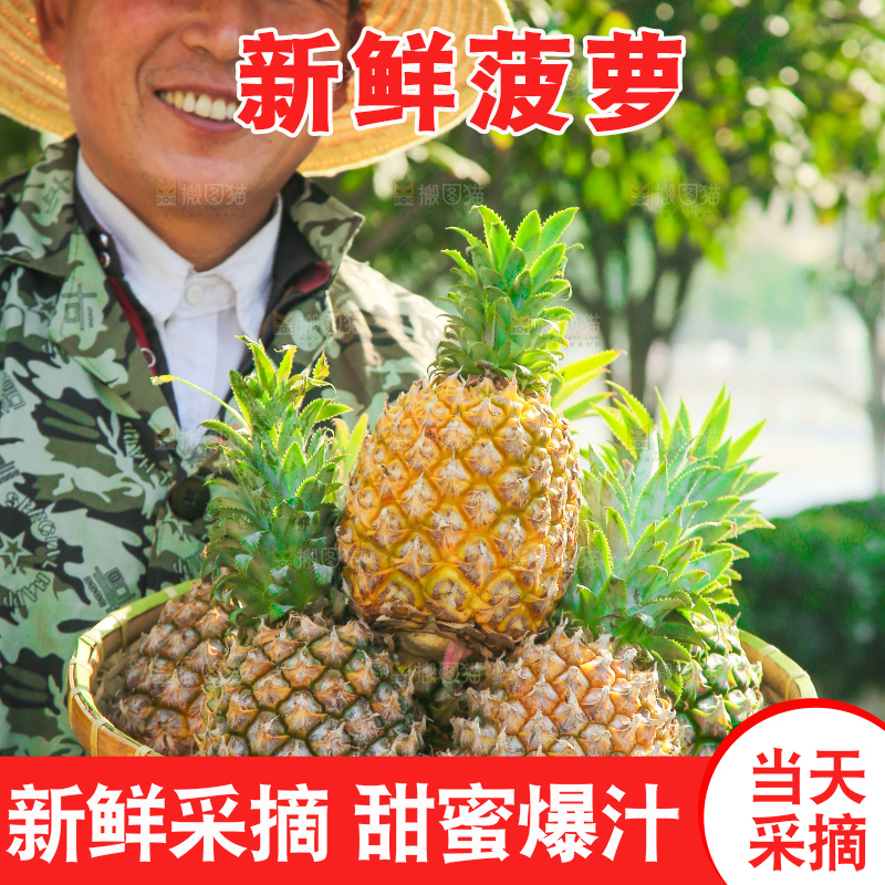 手里拿着徐闻菠萝