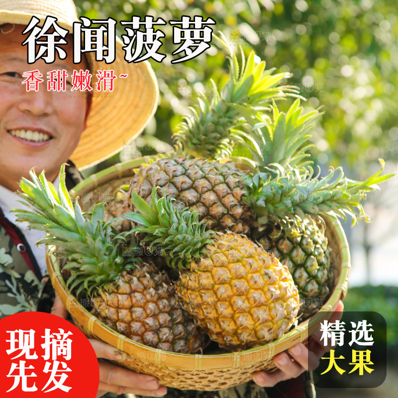 手里拿着徐闻菠萝