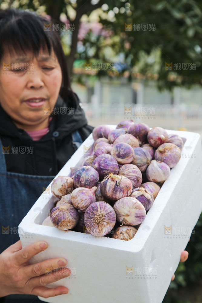 手里拿着紫皮独头蒜
