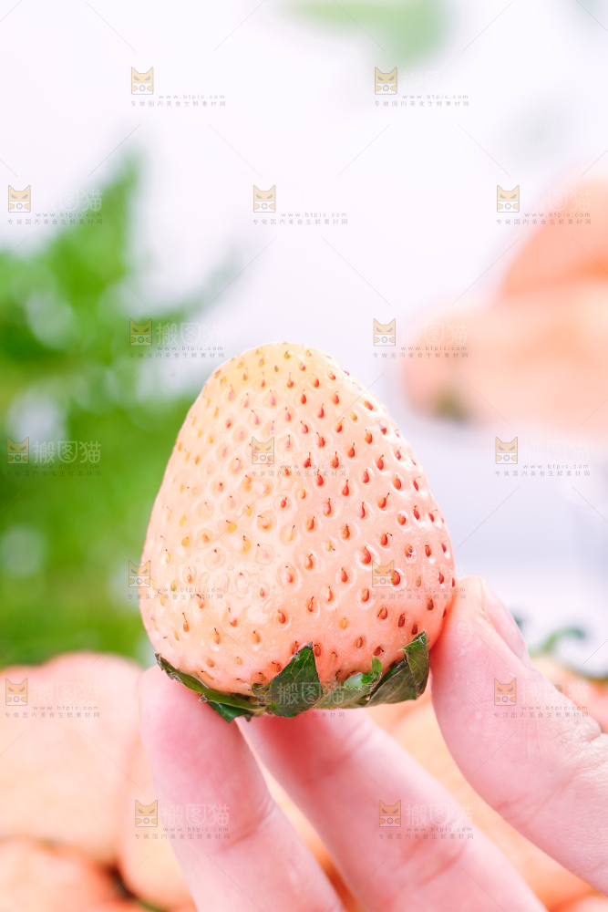 浅底上的淡雪草莓