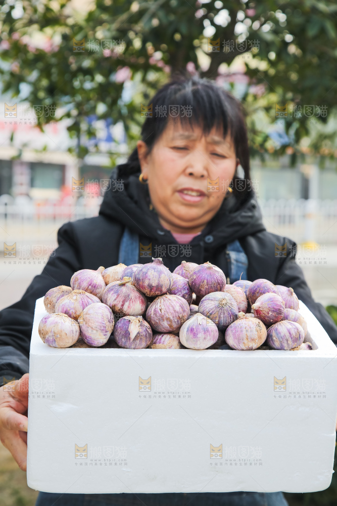 手里拿着紫皮独头蒜