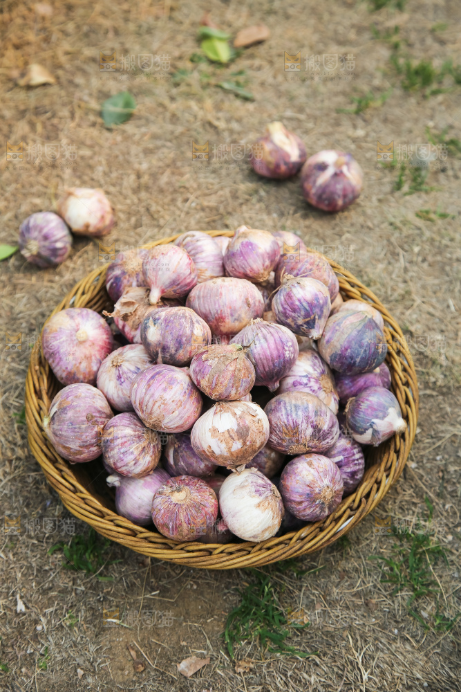 手里拿着紫皮独头蒜