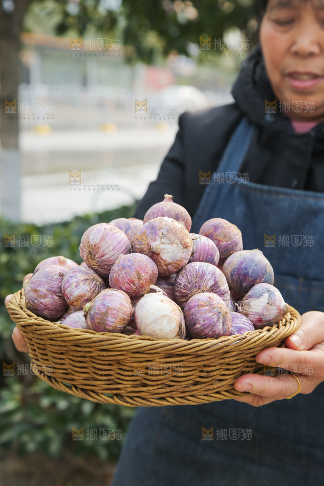手里拿着紫皮独头蒜