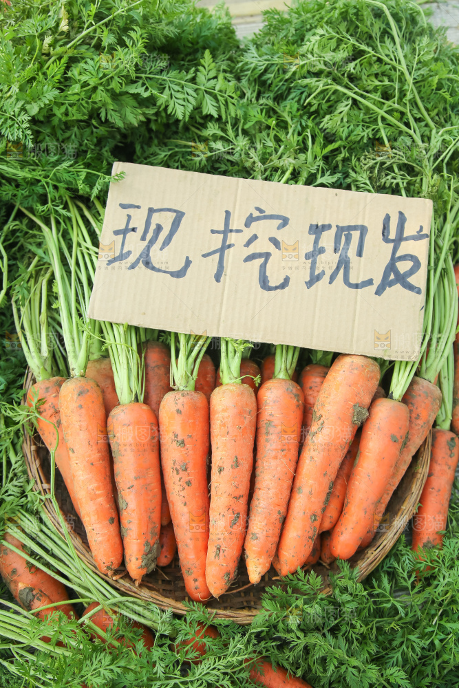 地里的现挖胡萝卜