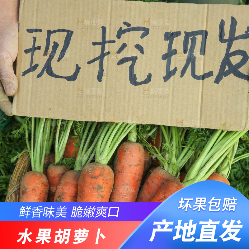 地里的现挖胡萝卜