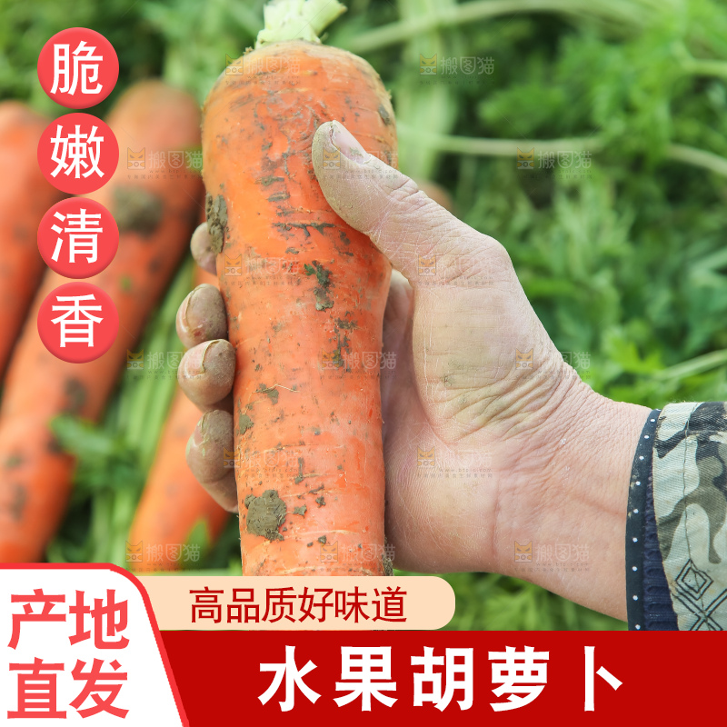 地里的现挖胡萝卜