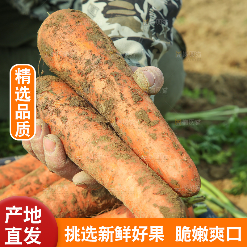 地里的现挖胡萝卜