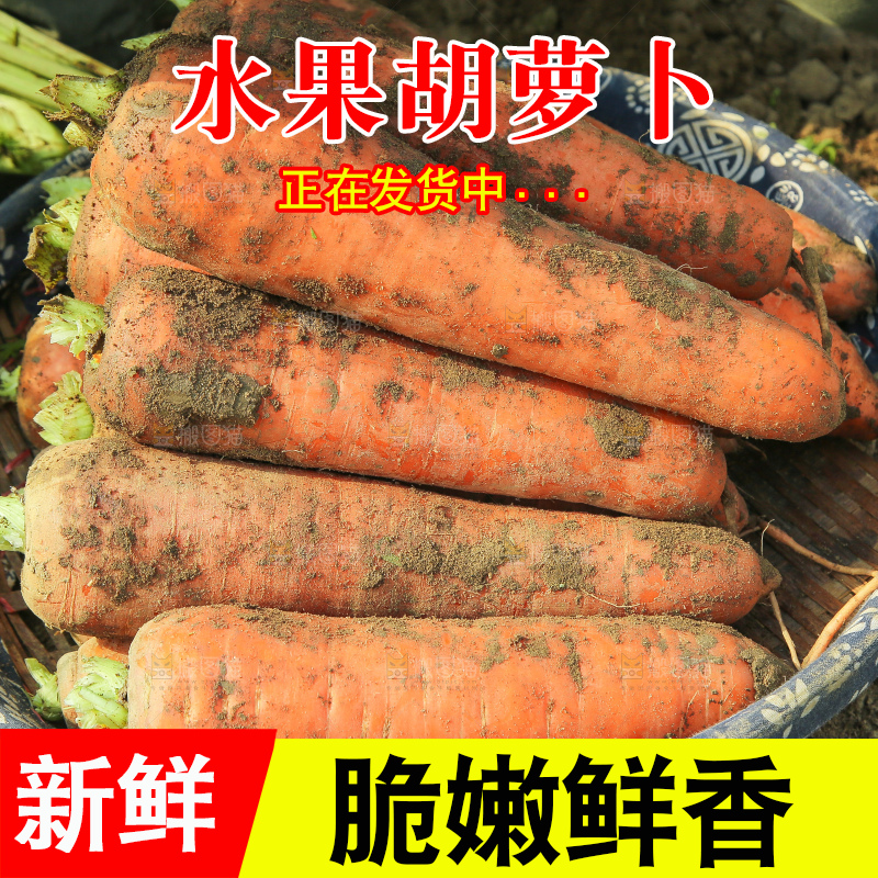地里的现挖胡萝卜
