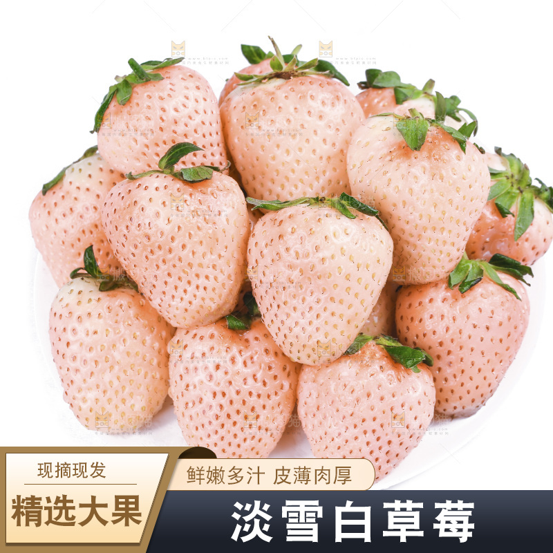 白底上的淡雪草莓