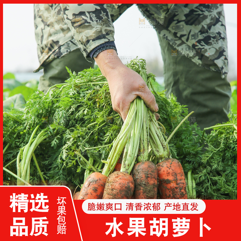 地里的现挖胡萝卜