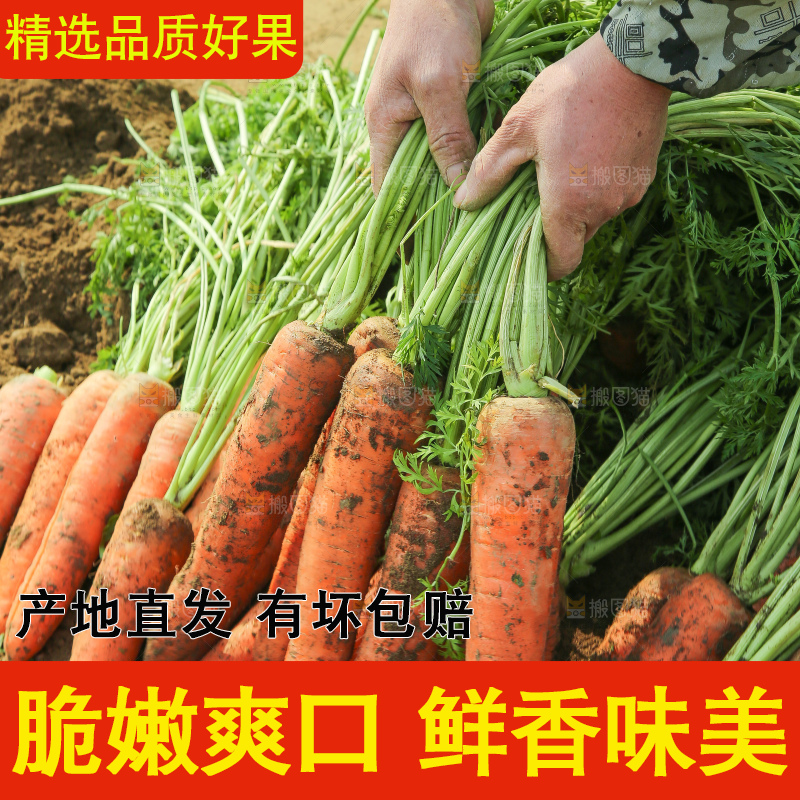 地里的现挖胡萝卜