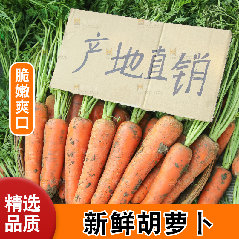 地里的现挖胡萝卜