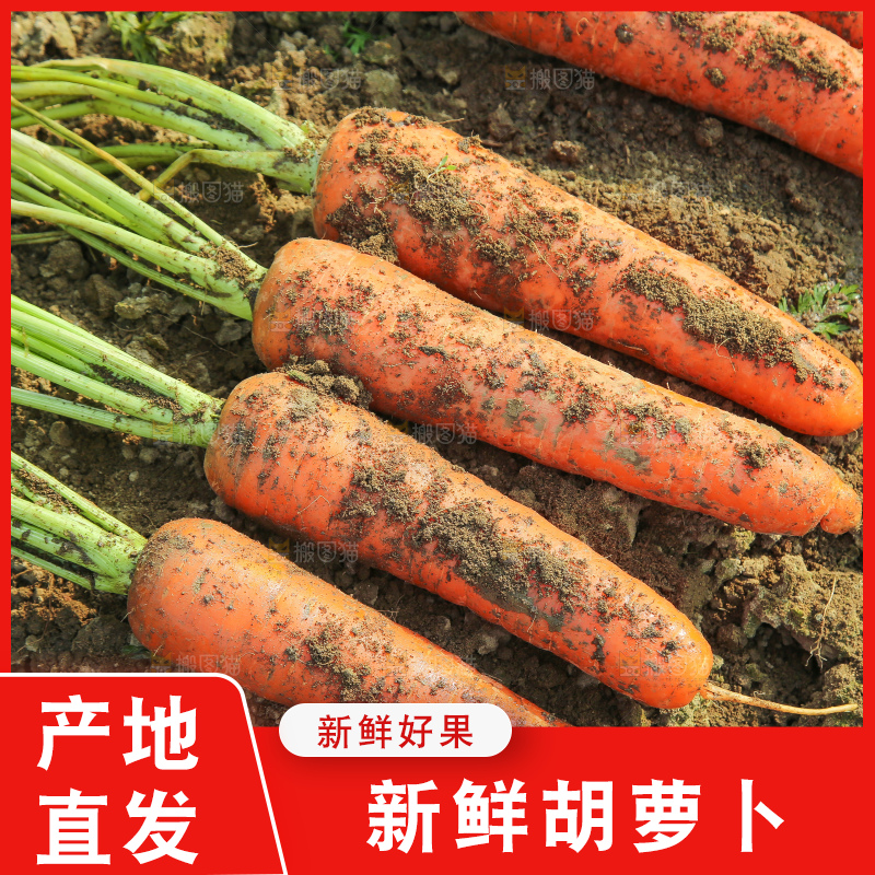 地里的现挖胡萝卜