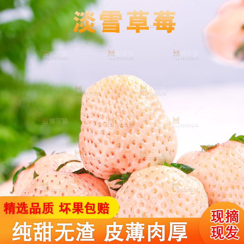 浅底上的淡雪草莓