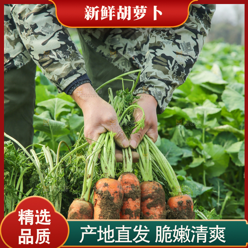 地里的现挖胡萝卜